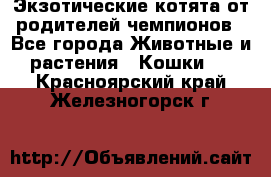  Экзотические котята от родителей чемпионов - Все города Животные и растения » Кошки   . Красноярский край,Железногорск г.